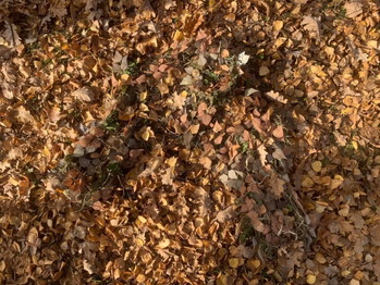 Image 5 for I will make your dream Ghillie
