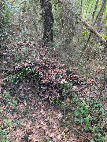 Image 4 for Woodland base Ghillie suit