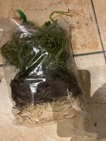 Bild 6 für Ghillie novritsch