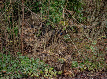 Image 3 for Stalker Ghillie Suit - Brown Oak