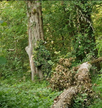 Image 3 pour Ghillie Arcturus