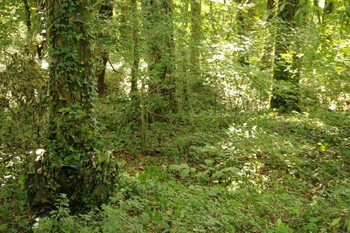 Image 5 pour Ghillie Arcturus