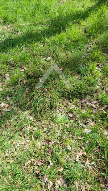 Image 3 for Ghillie suit raffia groen