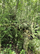 Image pour KMCS Cobra Next Gen Green