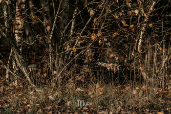 Bild 4 für Costum KMCS Ghillie Covers